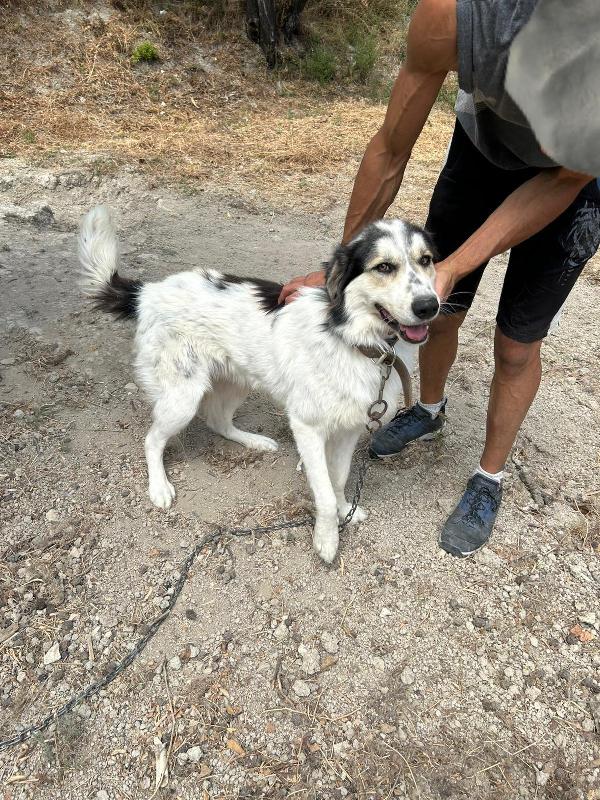 PABLO VIVO LEGATO A CATENA!!!! CONDIVIDI, OSPITAMI, ADOTTAMI!!! AIUTAMI!!! 🚨  Foto 9